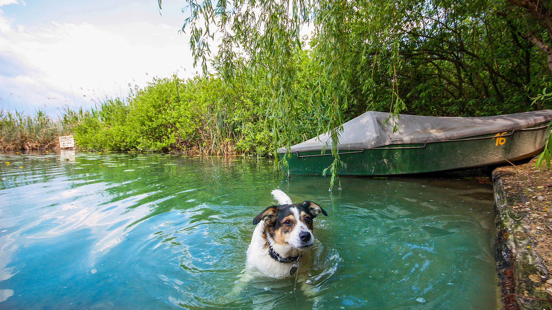 Baden mit Hund am Klopeiner See
