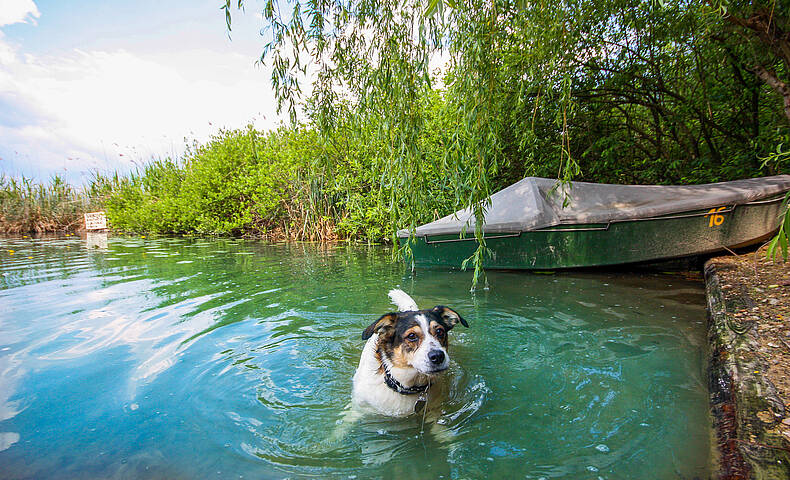 Baden mit Hund am Klopeiner See