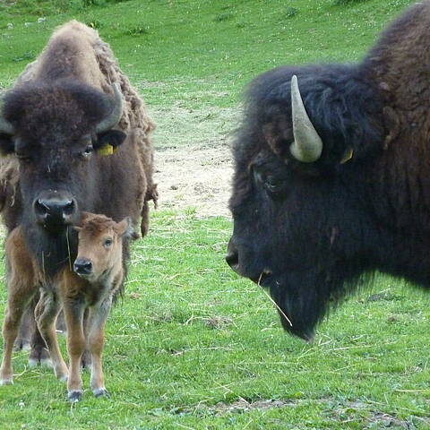 Tierpark Rosegg