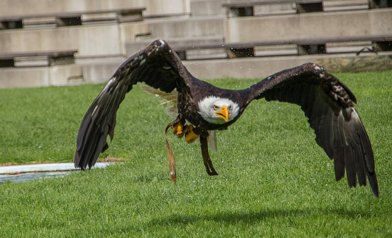 Adler Arena Burg Landskron