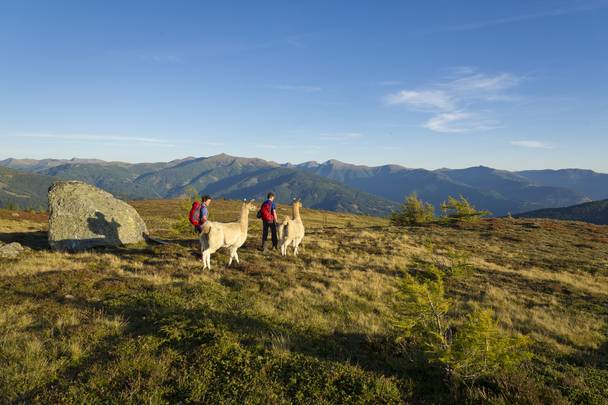 Lamatrekking am Katschberg