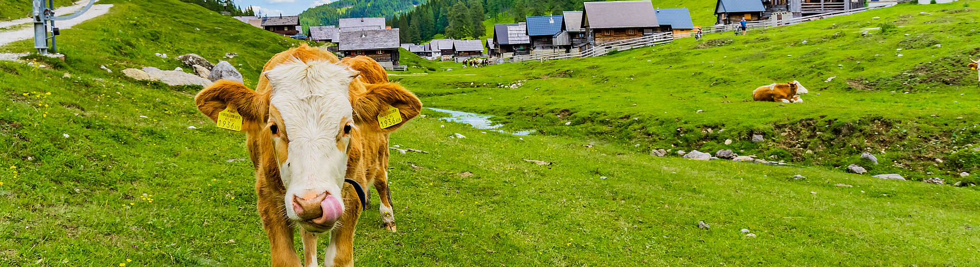 Landschaft am Nassfeld_Kuh