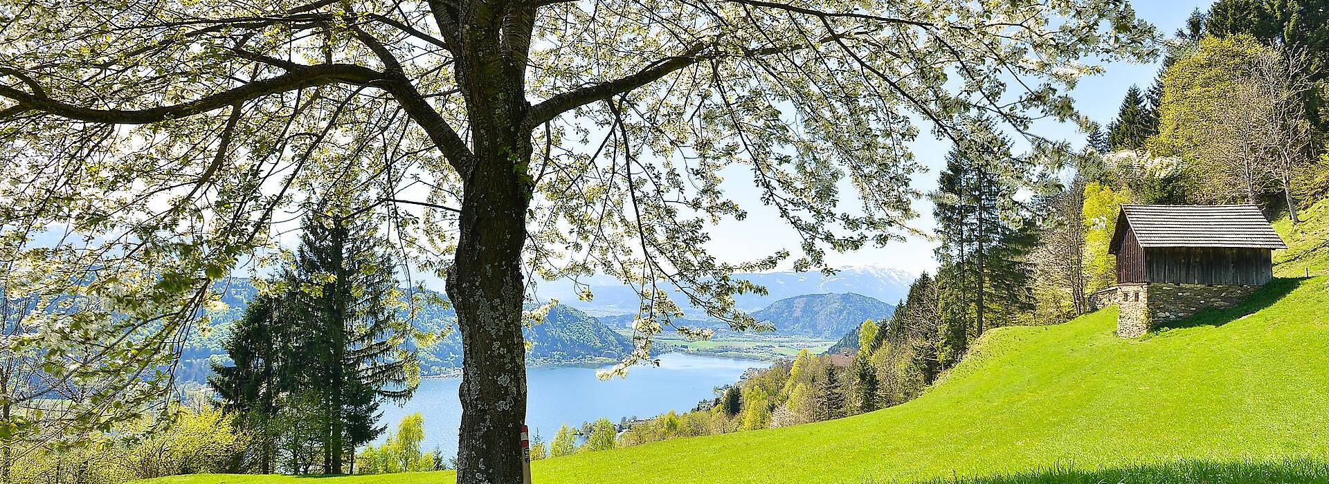 Fruehling am Ossiacher See mit blühendem Baum