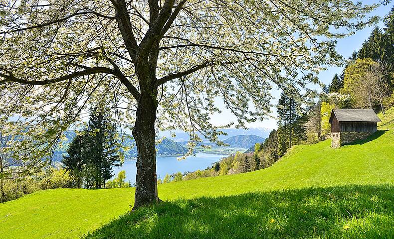 Fruehling am Ossiacher See mit blühendem Baum